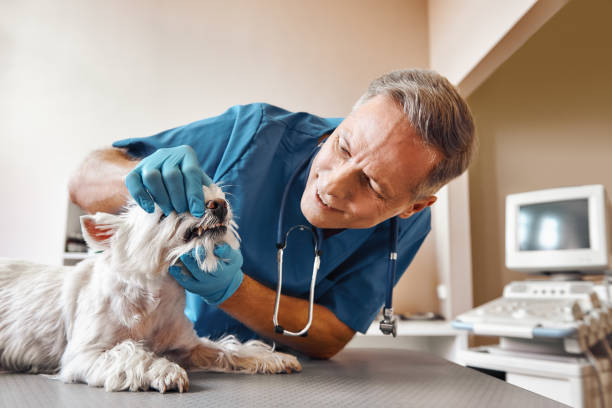 Best Weekend Emergency Dentist in Funny River, AK
